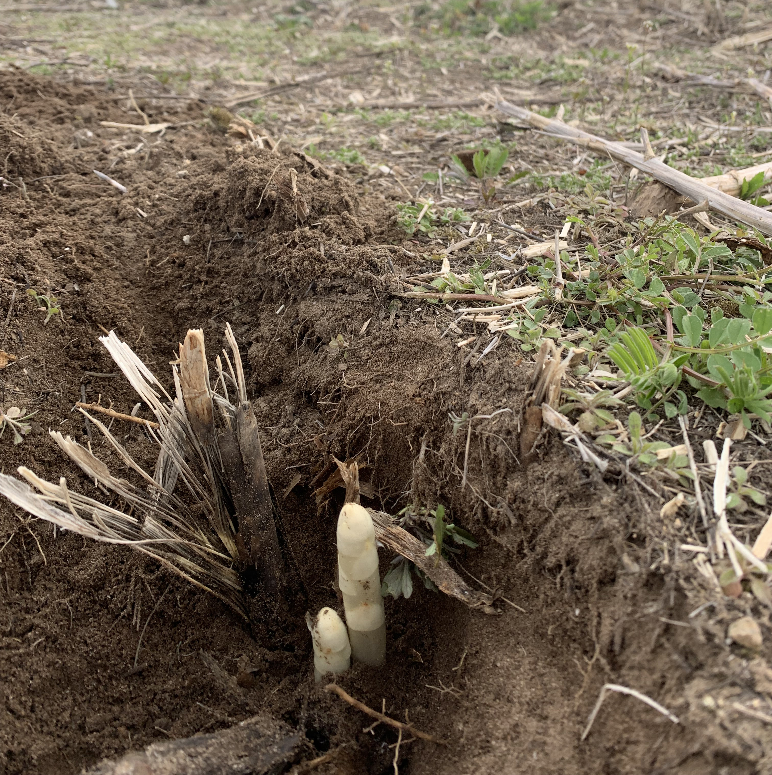 'Millennium' asparagus head emerging from the ground.